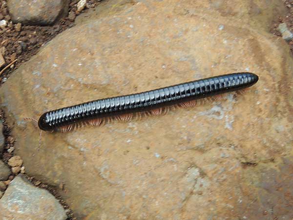 a Spirostreptidae Millipede, from Kiserian, Kenya. Photo © by Michael Plagens