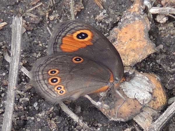 Hillside Brown, Stygionympha, Kenya. Photo © by Michael Plagens