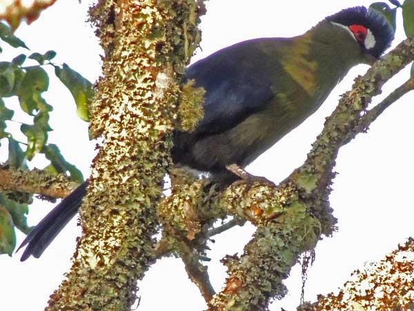 Hartlaub's Turaco, Tauraco hartlaubi, photo © by Michael Plagens.