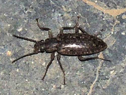 Tapered Darkling Beetle, Tenebrionidae, from Kenya, photo © by Michael Plagens. ID by mgeiser.