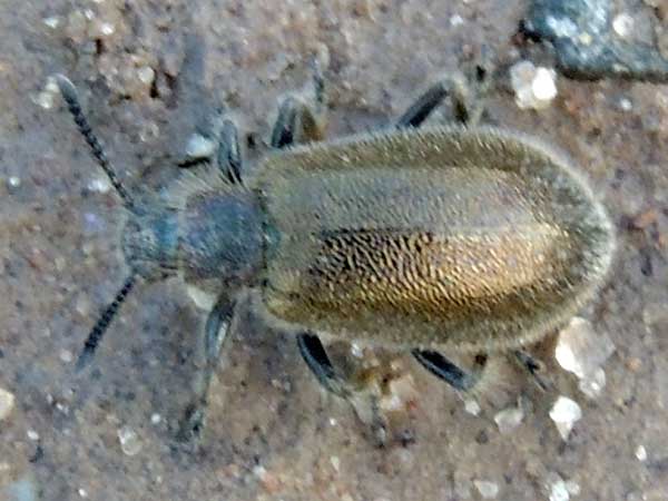 Hirsute Darkling Beetle, Tenebrionidae, from Kenya, photo © by Michael Plagens. ID by mgeiser.