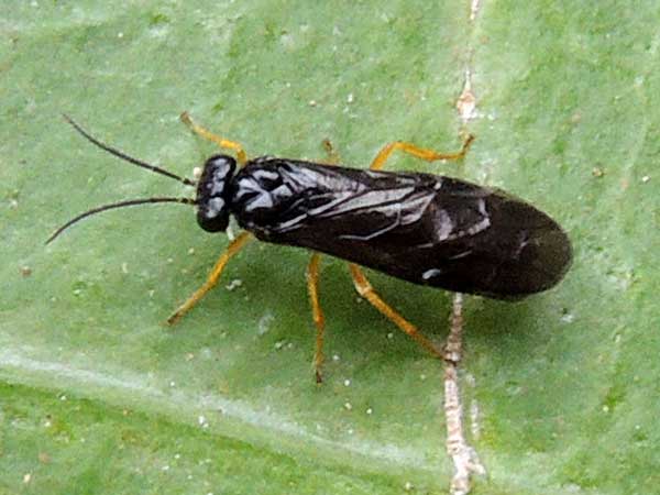 Tenthredinidae from Gatamaiyo Forest, Kenya, photo © by Michael Plagens