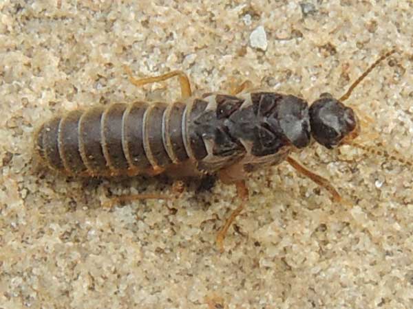 Reproductive, Termitidae, Nyeri, Kenya. Photo © by Michael Plagens