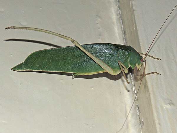 a Katydid, from Kakamega Forest, Kenya, photo © by Michael Plagens