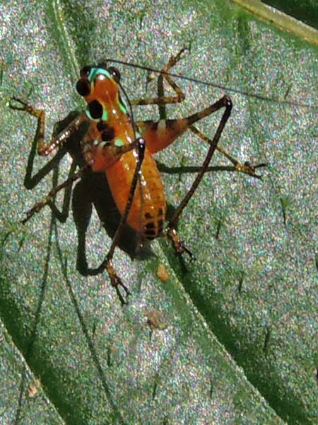 a Katydid, from Kakamega Forest, Kenya, photo © by Michael Plagens