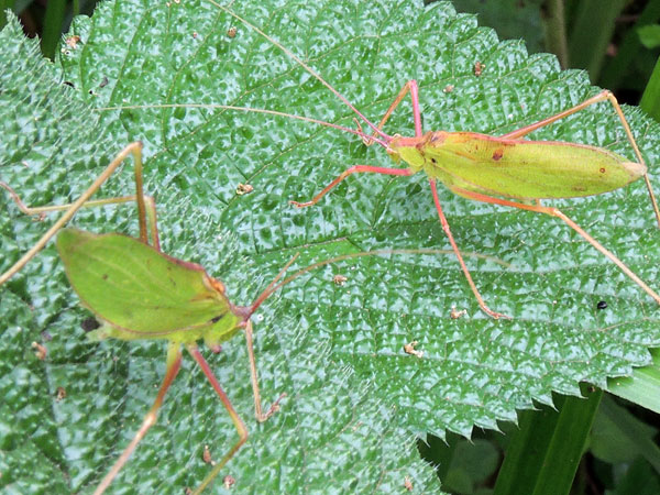 a pair of Katydid, from Mt Kenya Forest, photo © by Michael Plagens