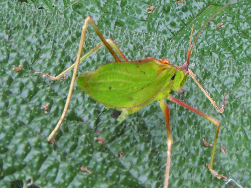 a female Katydid, from Mt Kenya Forest, photo © by Michael Plagens