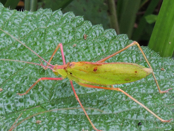 a male Katydid, from Mt Kenya Forest, photo © by Michael Plagens