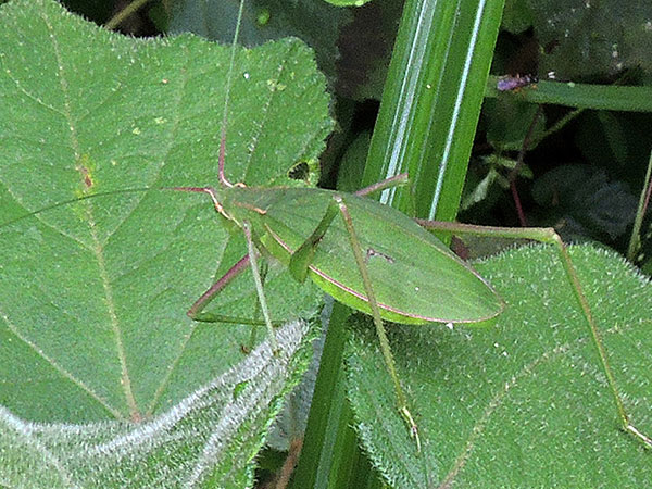 a green Katydid, Tettigoniidae, from Mt Kenya Forest, photo © by Michael Plagens