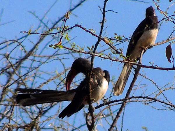 Hemprich's Hornbill, Tockus hemprichii, photo © by Michael Plagens.