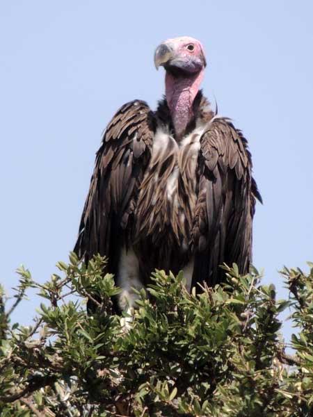 Lappet-faced Vulture, Torgos tracheliotos, photo © by Michael Plagens