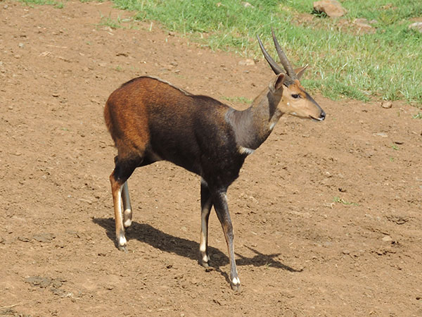 Bushbuck (Antelope), Tragelaphus scriptus, photo © by Michael Plagens