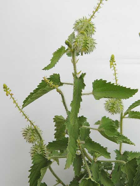 a Euphorbiaceae, Tragia kirkiana, photo © by Michael Plagens