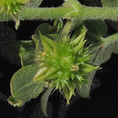 Tribulus sp. fruit from Kenya, photo © by Michael Plagens