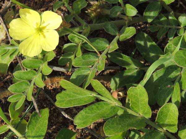 Tribulus sp., in Kenya, photo © by Michael Plagens