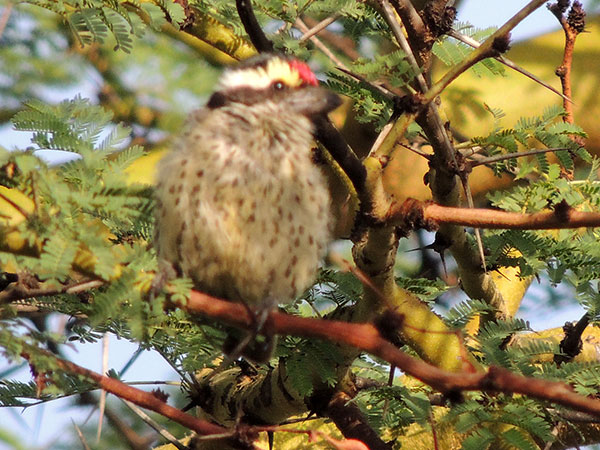 Red-fronted Barbet, Tricholaema diademata, photo © by Michael Plagens