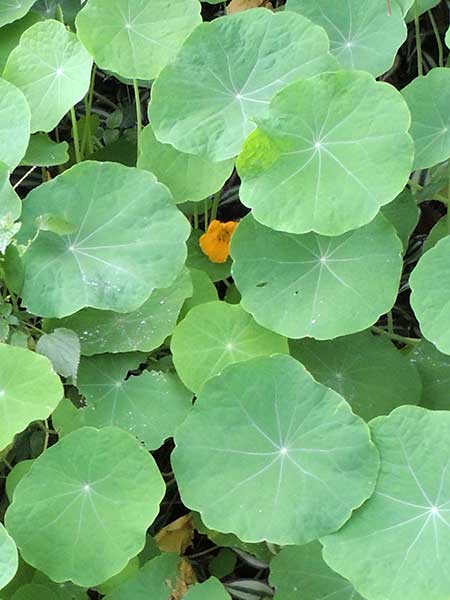 Nasturtium, Tropaeolum, from Kenya, photo © by Michael Plagens