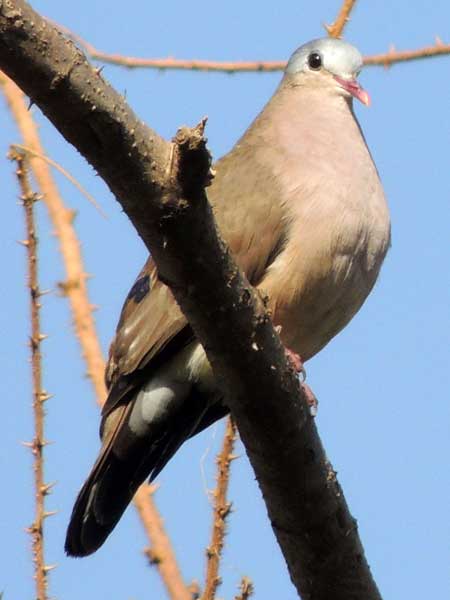 Blue-spotted Wood Dove, Turtur afer, photo © by Michael Plagens.