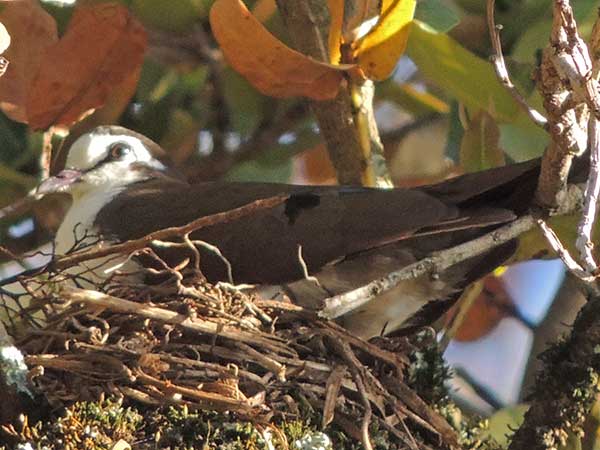 Tambourine Dove, Turtur tympanistria, photo © by Michael Plagens.