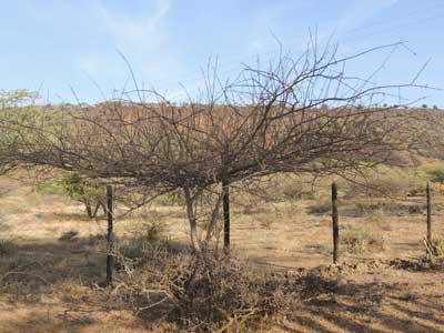 Habit of Vachellia reficiens, False Umbrella Thorn Acacia, Kenya, photo © by Michael Plagens