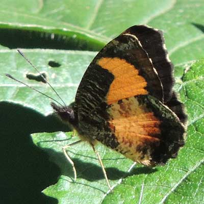 Lady's Maid, Vanessula milca, Kitale, Kenya. Photo © by Michael Plagens