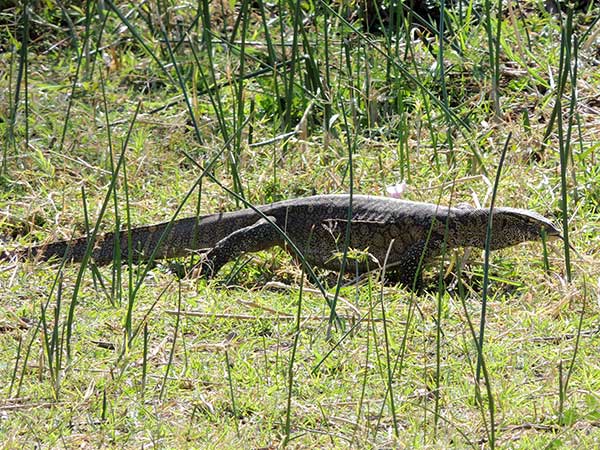 Varanus niloticus, Nile Monitor, photo © by Michael Plagens