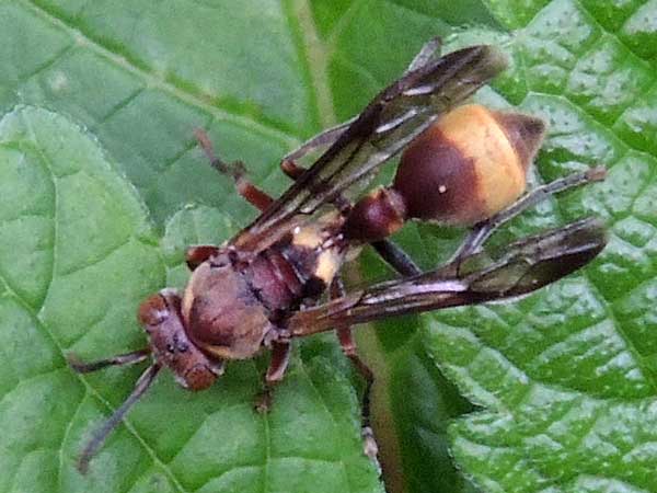 Polistes Vespidae from Kakamega Forest, Kenya, photo © by Michael Plagens