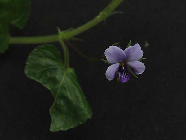 Montane Violet, Viola eminii, slopes of Mt. Kenya, photo © by Michael Plagens