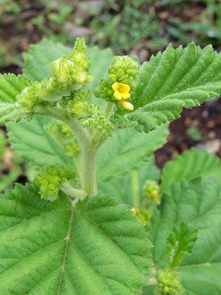 Waltheria indica, Malvaceae, Kenya, photo © by Michael Plagens