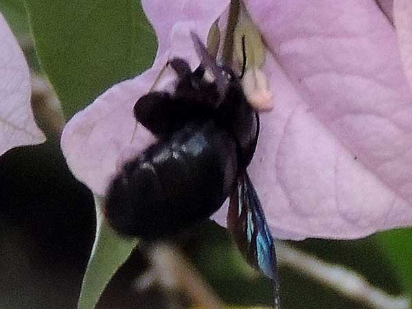 a Carpenter Bee, Xylocopa sp from Kakamega, Kenya, photo © by Michael Plagens