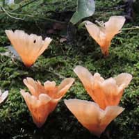 Cup-shaped mushroom on rotting log photo © Michael Plagens