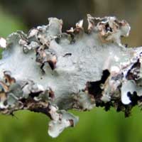 an epiphytic foliose lichen, Parmeliaceae, Kenya, Africa, photo © Michael Plagens