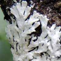 an epiphytic lichen, near Hypogymnia, Kenya, Africa, photo © Michael Plagens