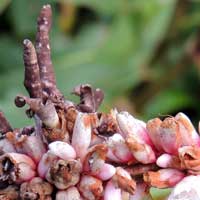a smut fungus, possibly Sphacelotheca, on Persicaria, in Kenya, Africa, photo © Michael Plagens