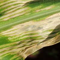 a pathogen of Maize, Cercospora, Kenya, Africa, photo © Michael Plagens