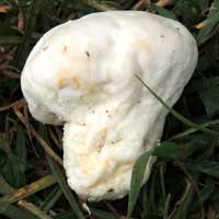 a puffball mushroom, possibly Lycoperdaceae in Kenya, Africa, photo © Michael Plagens