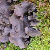 a Lichen, possibly Leptogium in Kenya, Africa, photo © Michael Plagens