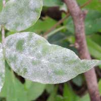 a powdery mildew on Senna, possibly Erysiphaceae, in Kenya, Africa, photo © Michael Plagens