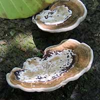 a Polypore fungus from Kakmega Forest in Kenya, Africa, photo © Michael Plagens
