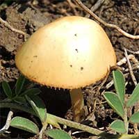 Mushroom, Basidiomycete, in Kenya, Africa, photo © Michael Plagens