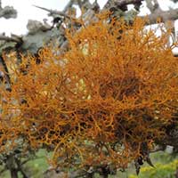 a lichen similar to golden hair lichen, possibly Teloschistes, in Kenya, Africa, photo © Michael Plagens