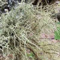 a fruiticose lichen, Usnea, in Kenya, Africa, photo © Michael Plagens