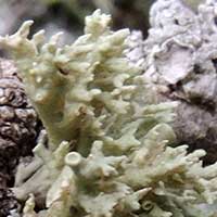 a lichen with blue-green, tube-shaped foliose lamina, Parmeliaceae, in Kenya, Africa, photo © Michael Plagens