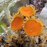a lichen with bright orange Apothecia, Parmeliaceae, in Kenya, Africa, photo © Michael Plagens
