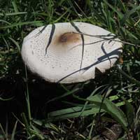 a wild mushroom from savanna habitat at Mweiga in Kenya, Africa, photo © Michael Plagens