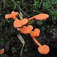 Brilliant orange mushrooms shaped like spatulas, Favolaschia, in Kenya, Africa, photo © Michael Plagens