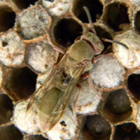 Cranberry and Olive Paper Wasp, photo © Michael Plagens