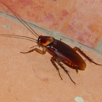 American Cockroach in Marigat, Kenya © Michael Plagens