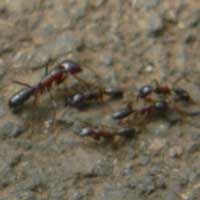 Driver Ants, a.k.a. Safari Ants can sting HARD, photo © Michael Plagens