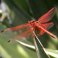 Skimmer from City Park, Nairobi, Kenya © Michael Plagens